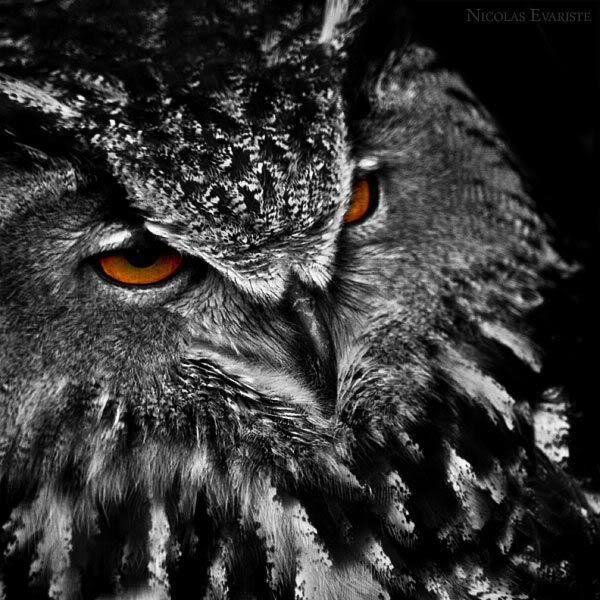Owl Pictures, Images and Photos
