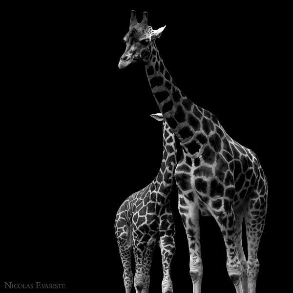 Giraffe Pictures, Images and Photos