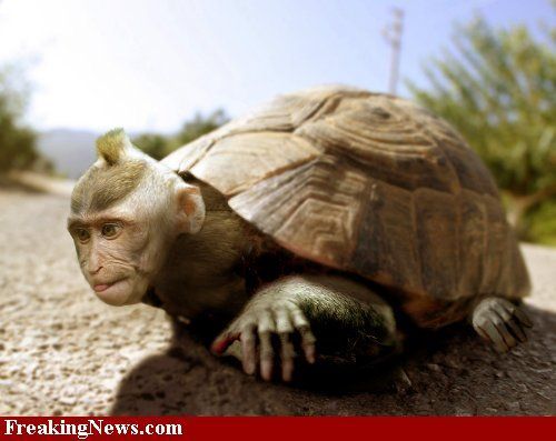 http://i288.photobucket.com/albums/ll185/weeman327/Turtle-Monkey.jpg