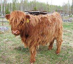 250px-Highland_cattle_zpsb770b814.jpg