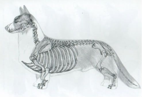 Skeletoncorgi.jpg