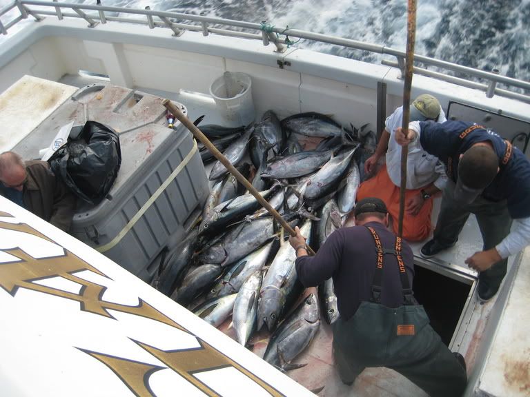 IMG_1031.jpg picture by gamblerfishingclub
