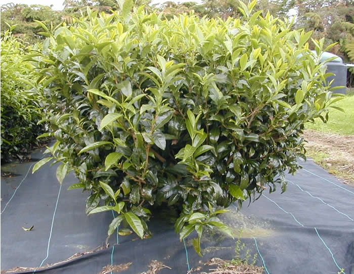 Bán cây chè xanh trà xanh có hình rất đẹp Bán cây chè xanh trà xanh có hình rất đẹp