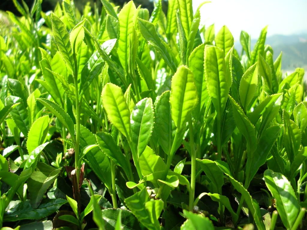 Camellia-Sinensis-new-growth.jpg