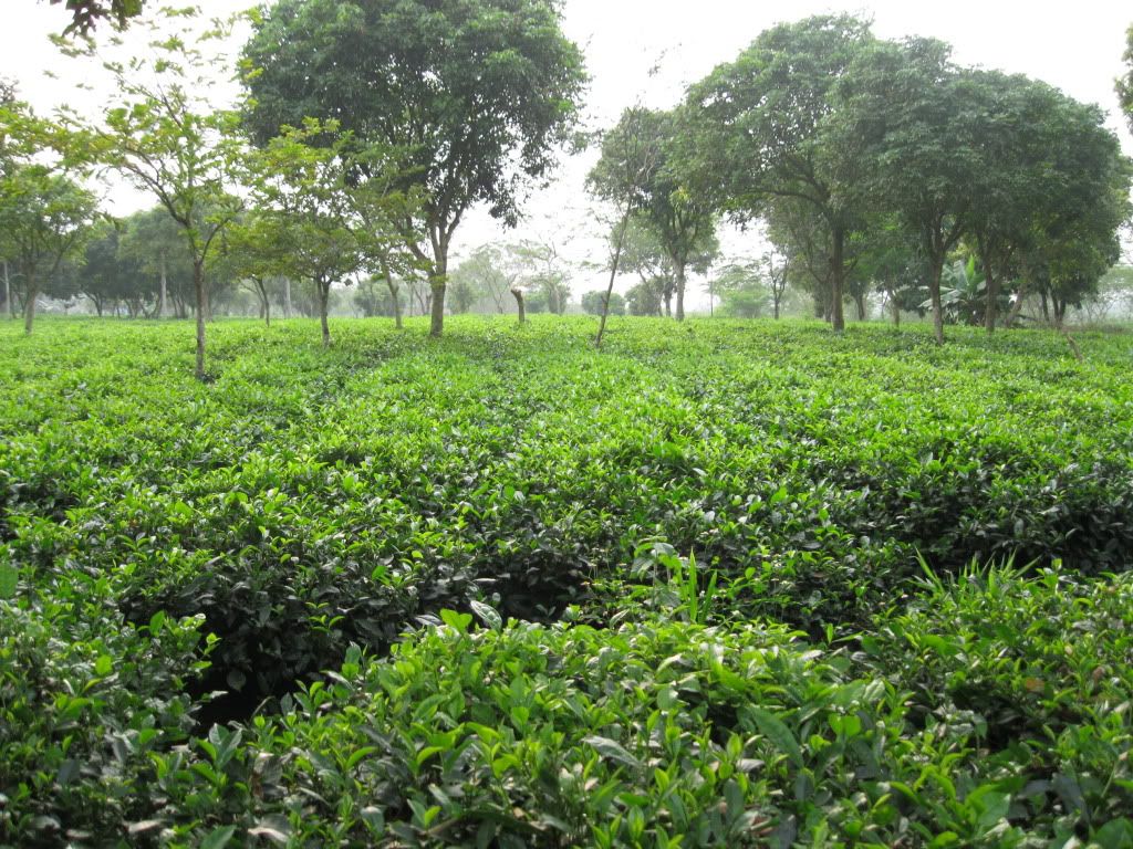 Bán cây chè xanh trà xanh có hình rất đẹp Bán cây chè xanh trà xanh có hình rất đẹp