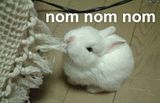 th_nom-nom-nom_medium.jpg