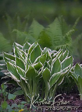 photo hosta_may2011_2.jpg