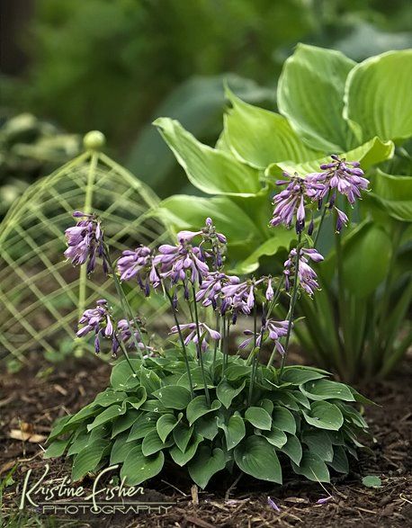 hostas 2012 photo hostas_2012.jpg