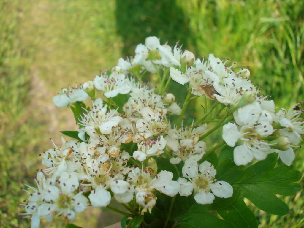 DSC07108?t1237439943