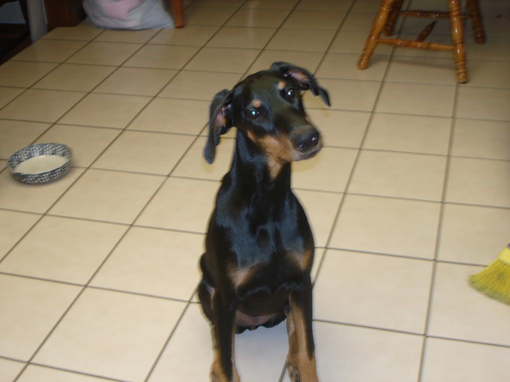 Advice on raising dobe pup with cats Doberman Forum Doberman Breed