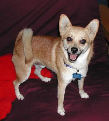 Shiba Inu Chihuahua Mix Photo by saritabonita21 | Photobucket