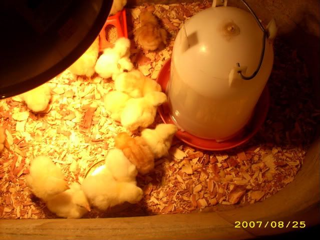 Chicks010.jpg