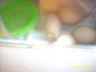 Hatching002.jpg