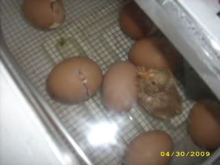 Hatching008.jpg