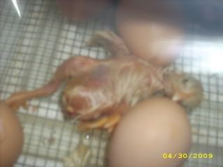 Hatching020.jpg