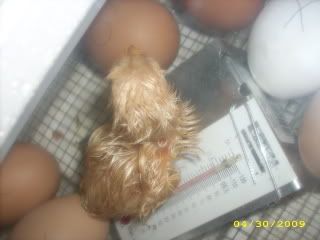 Hatching021.jpg