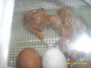 Hatching022.jpg