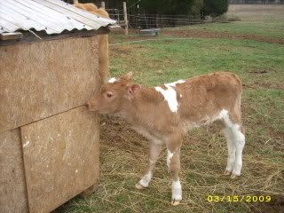 SweetheartCalving002-1.jpg