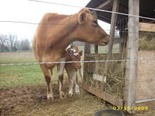 SweetheartCalving004-1.jpg