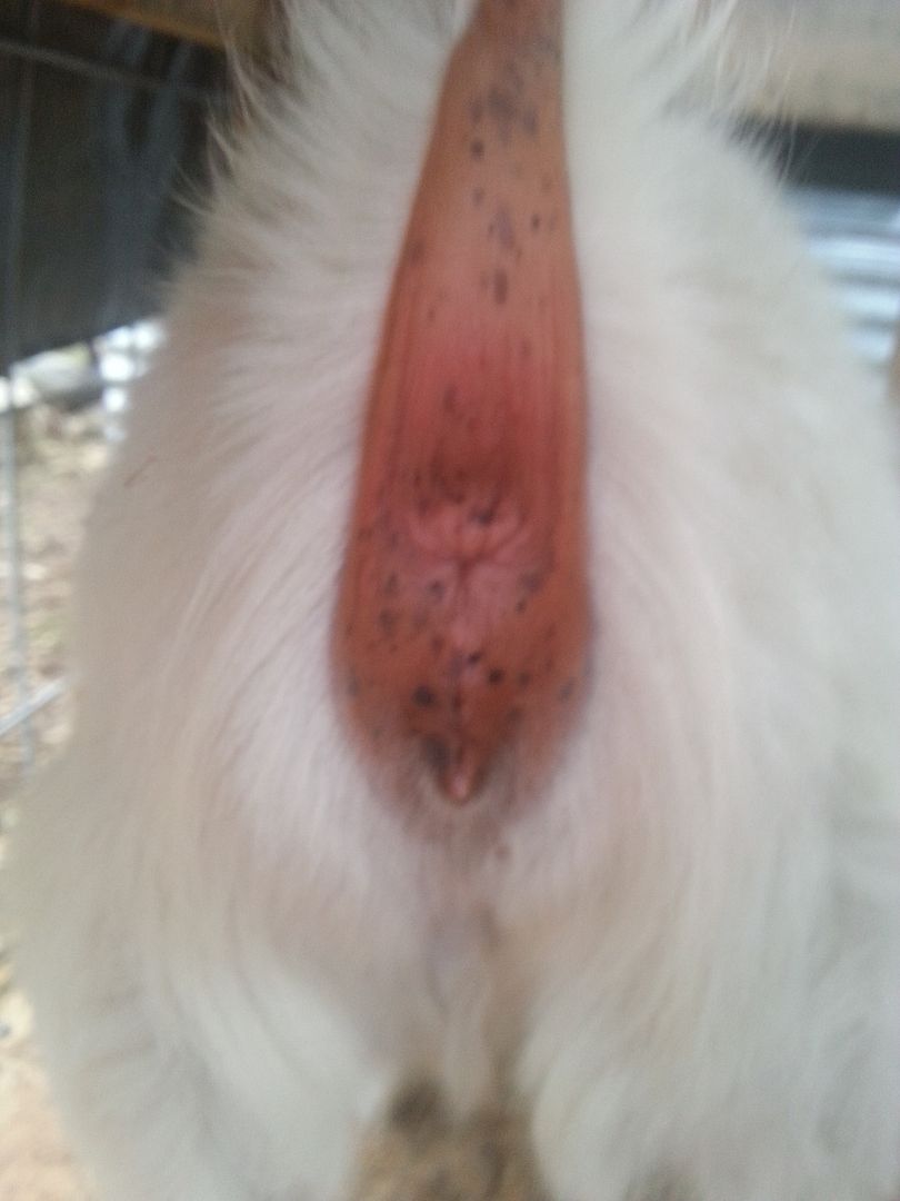 New Goat owner... Possibly pregnant doe - Goats