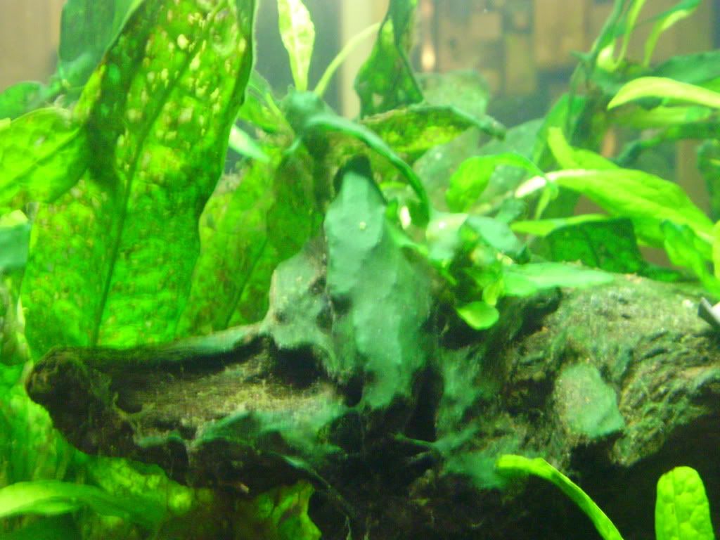 Hydrogen Peroxide vs. Cyanobacteria