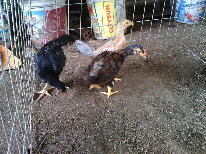 Gà tre giống hàng độc, víp, vẫy rồng, asill-mỹ, asill gặt, jap, gà mỹ đẻn, cúp...... - 11