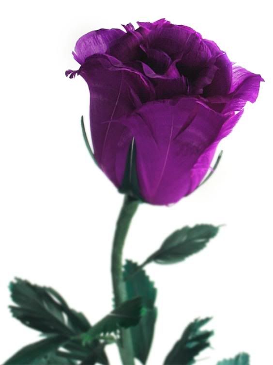 purple rose pictures