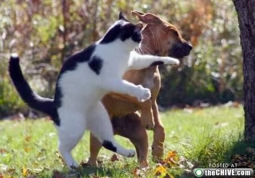 cats-dogs-fight-1.jpg