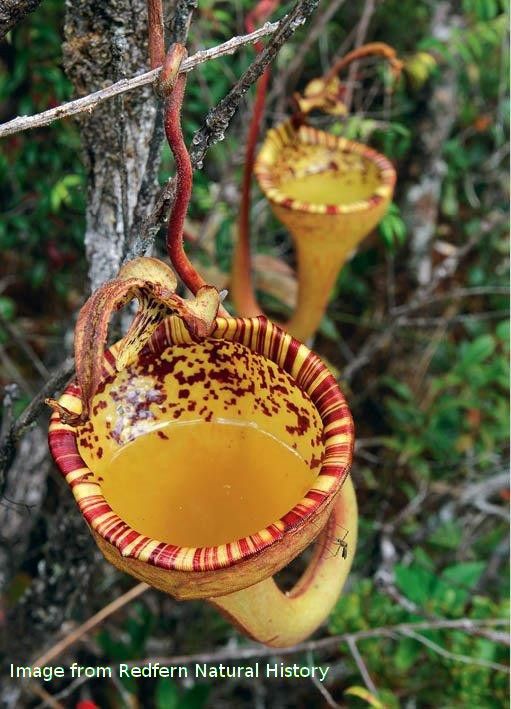 Field-Guide-to-the-Pitcher-Plants-of-Sul