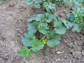 watermelon flower