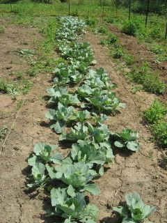 Broccoli/ Cabbage/ Cauliflower