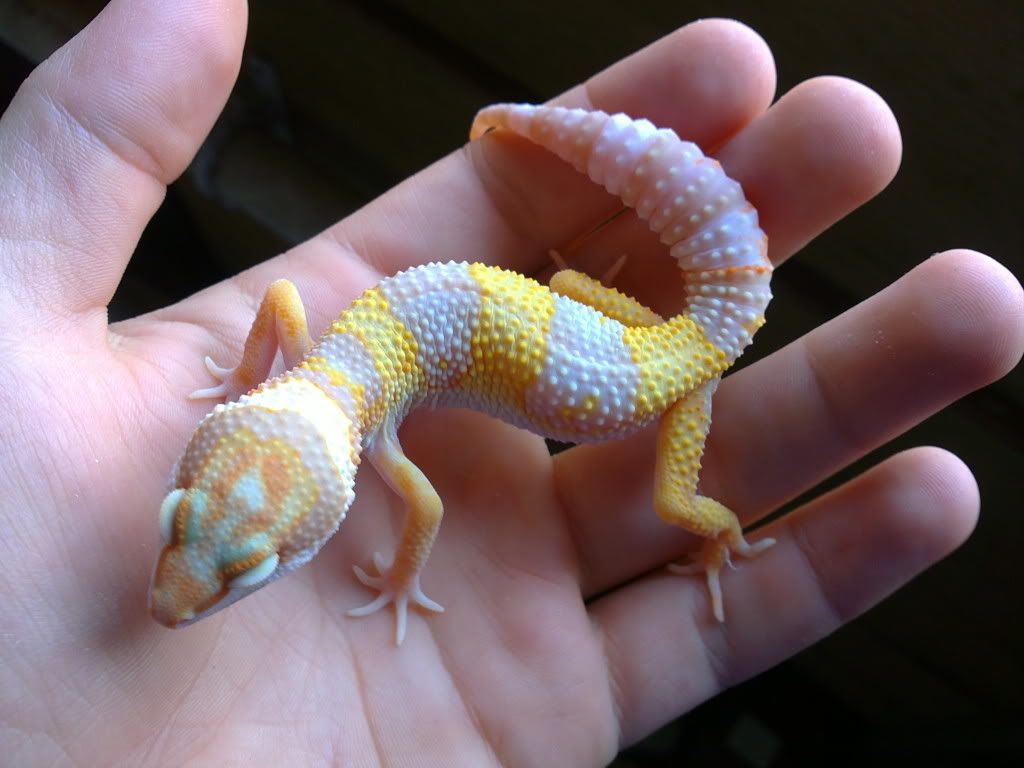 Eastern Tangerine Albino Leopard Gecko Babies Reptile Forums