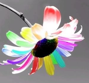 rainbow_daisy.jpg