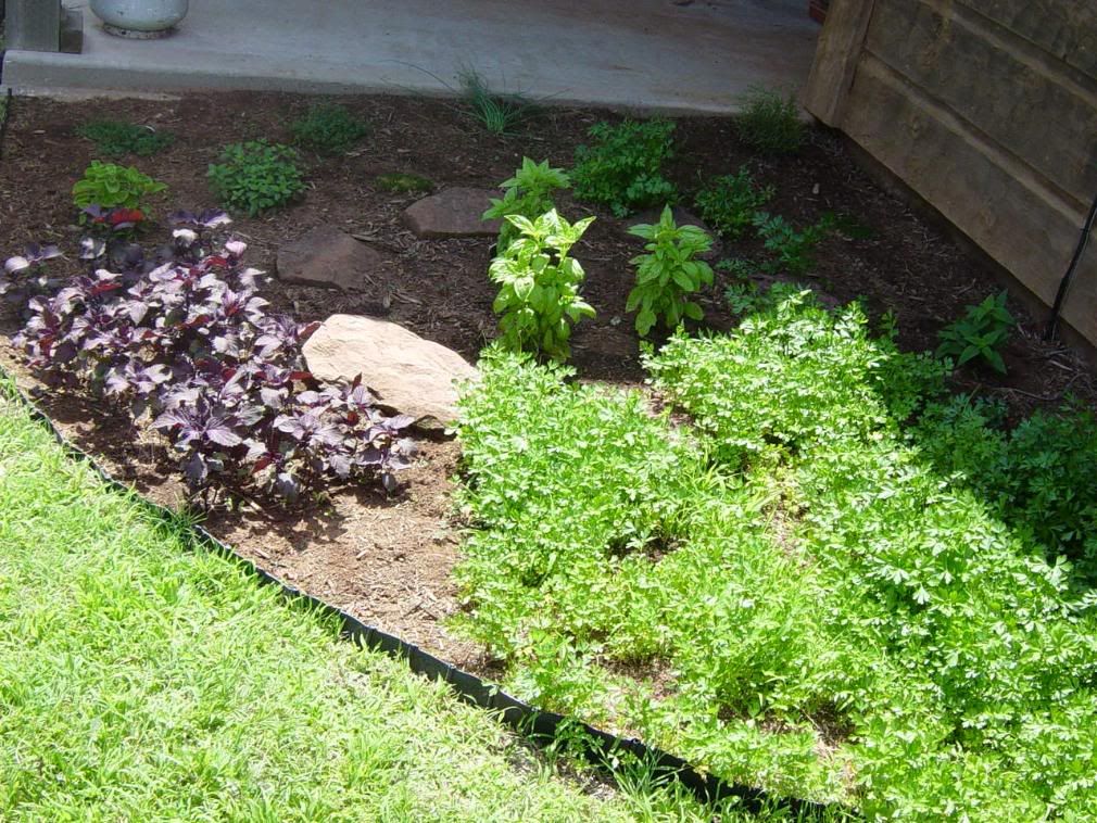 Herb_Garden.jpg Herb Garden image by Tamster02