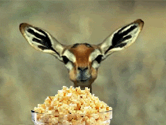 Deer-popcorn.gif
