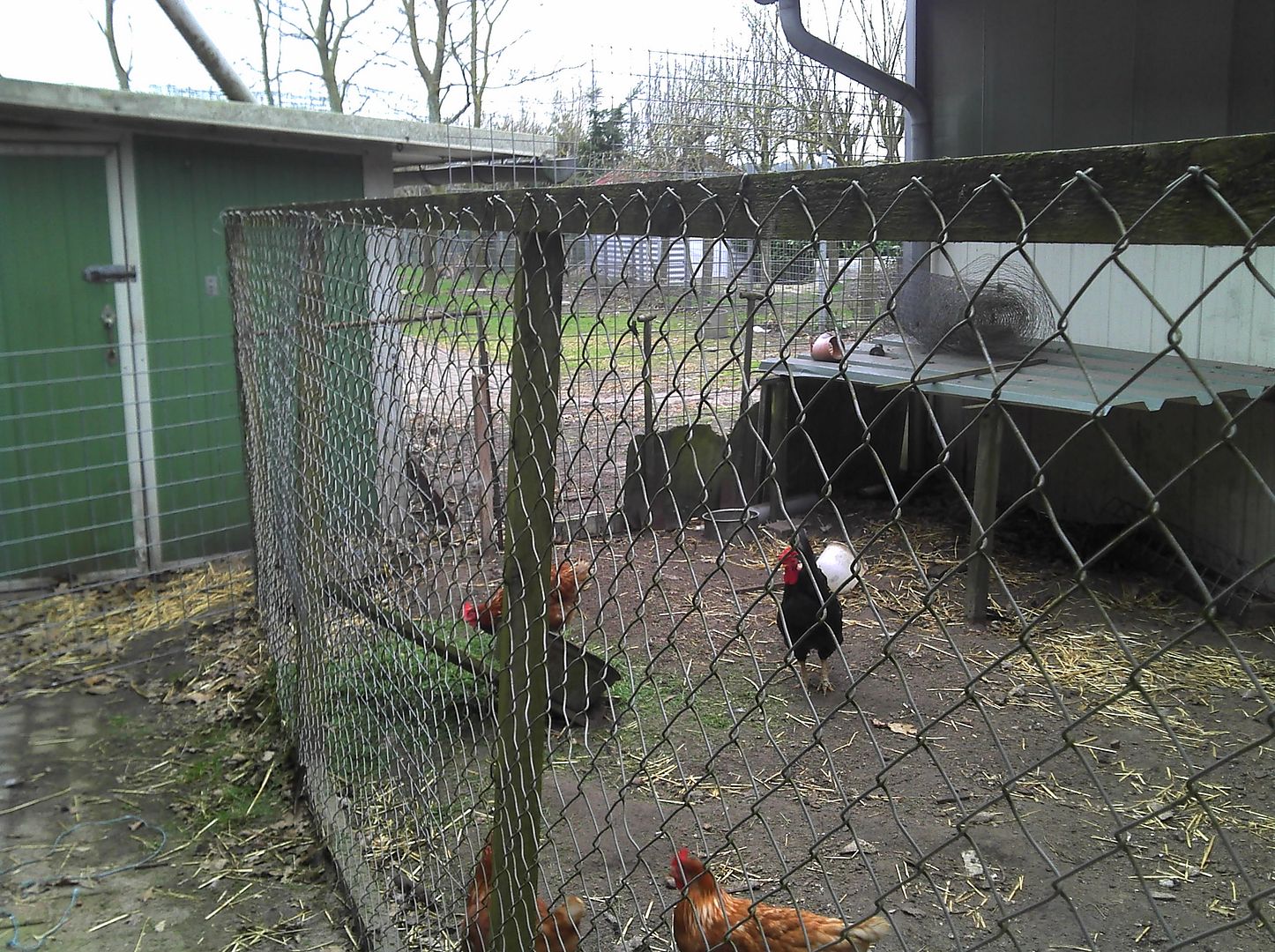 Schweinefreunde-Forum | Druckvorschau: Schweine mit anderen Tieren