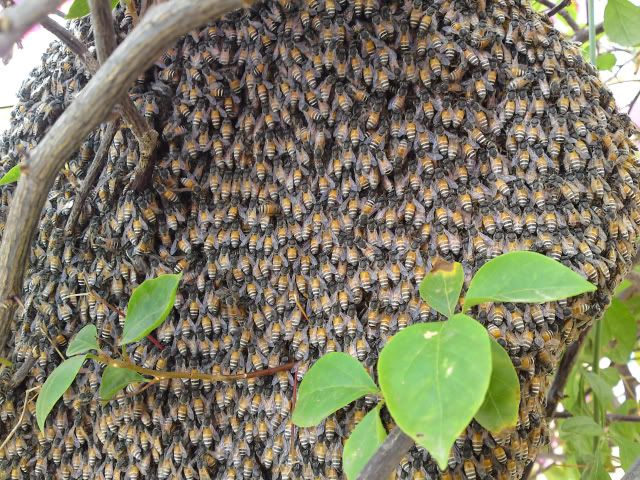 topic về những hình ảnh chụp bằng điện thoại di động - 3