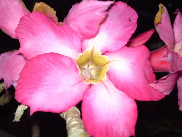 topic về những hình ảnh chụp bằng điện thoại di động