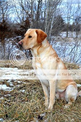 photo 10896831_10102440700957819_7048199729711615183_n_zpsjr8ko1dp.jpg