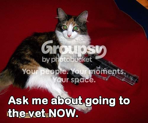loadedcat.jpg