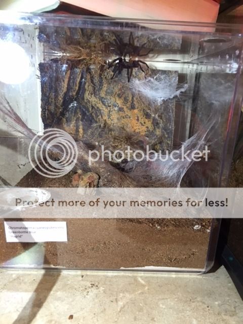 US - For Sale- Male GBB+Enclosure- Columbus, OH | Tarantula Forum