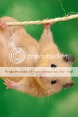 Funny_Hamster.jpg