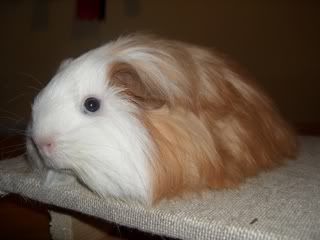 worknewshelties0031.jpg