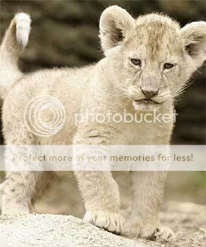 http://i288.photobucket.com/albums/ll186/volygurl101/lioncub.jpg